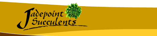 Jadepoint Succulents