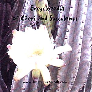 Encyclopedia of Cacti and Succulents