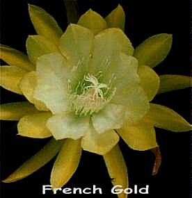 French Gold