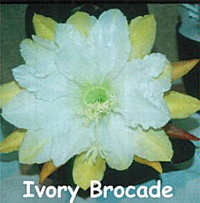 Ivory Brocade