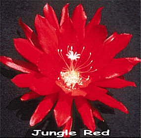 Jungle Red