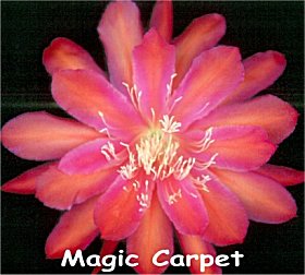 magic carpet plant