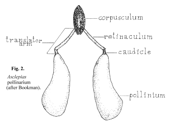 Asclepias pollinarium (after Bookman)