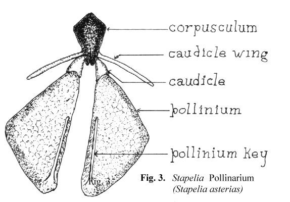 Stapelia pollinarium (Stapelia asterias)