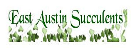 East Austin Succulents