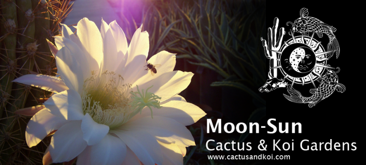 Moon Sun Cactus & Koi Gardens