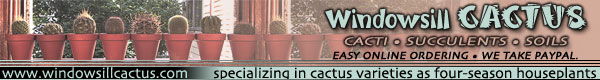 Windowsill Cactus